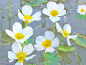 Preview: Ranunculus aquatilis - Wasserhahnenfuß